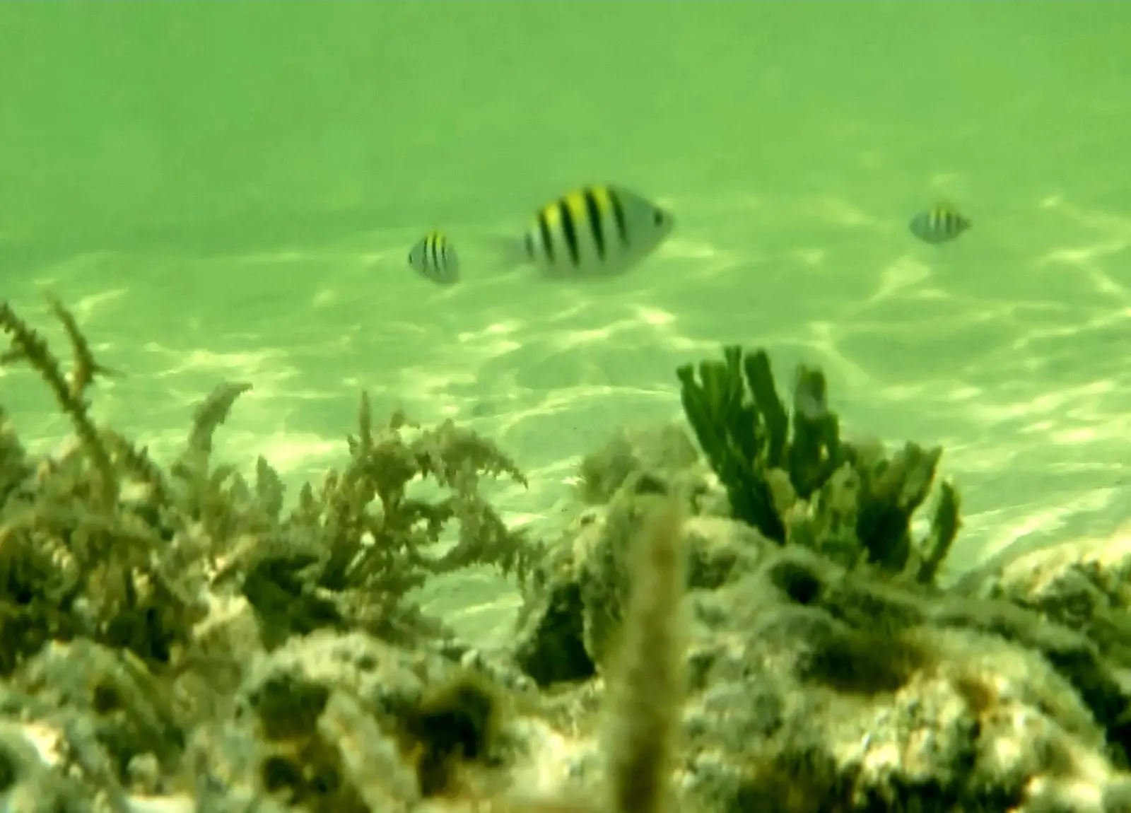 Mahahual sealife