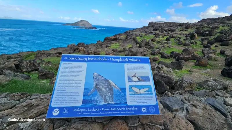 Information on humpback whales
