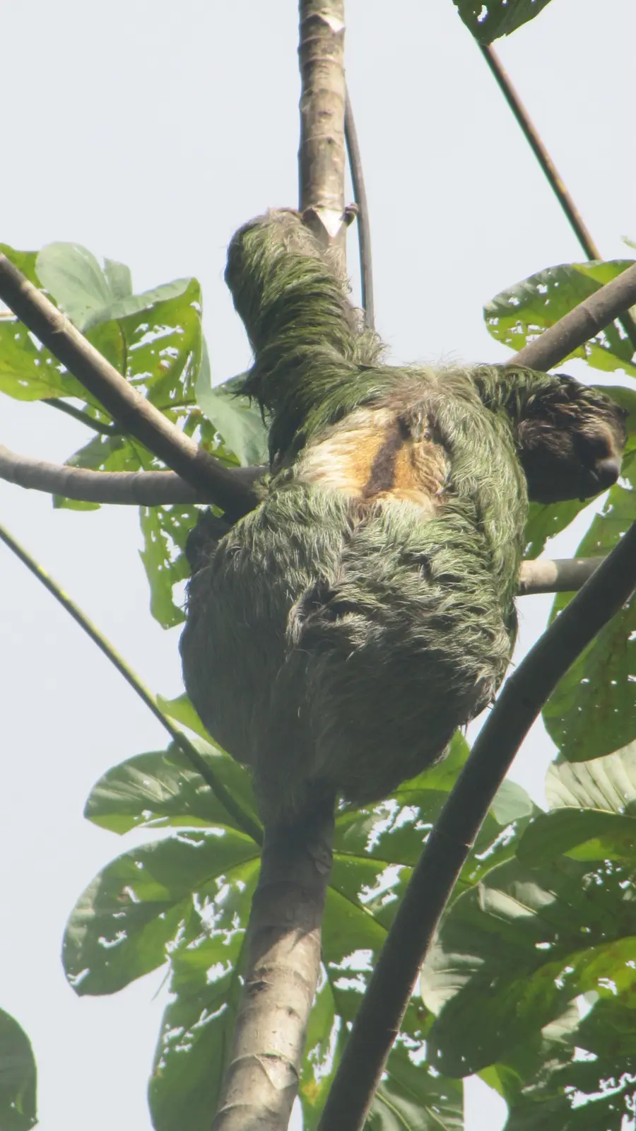 Sloths