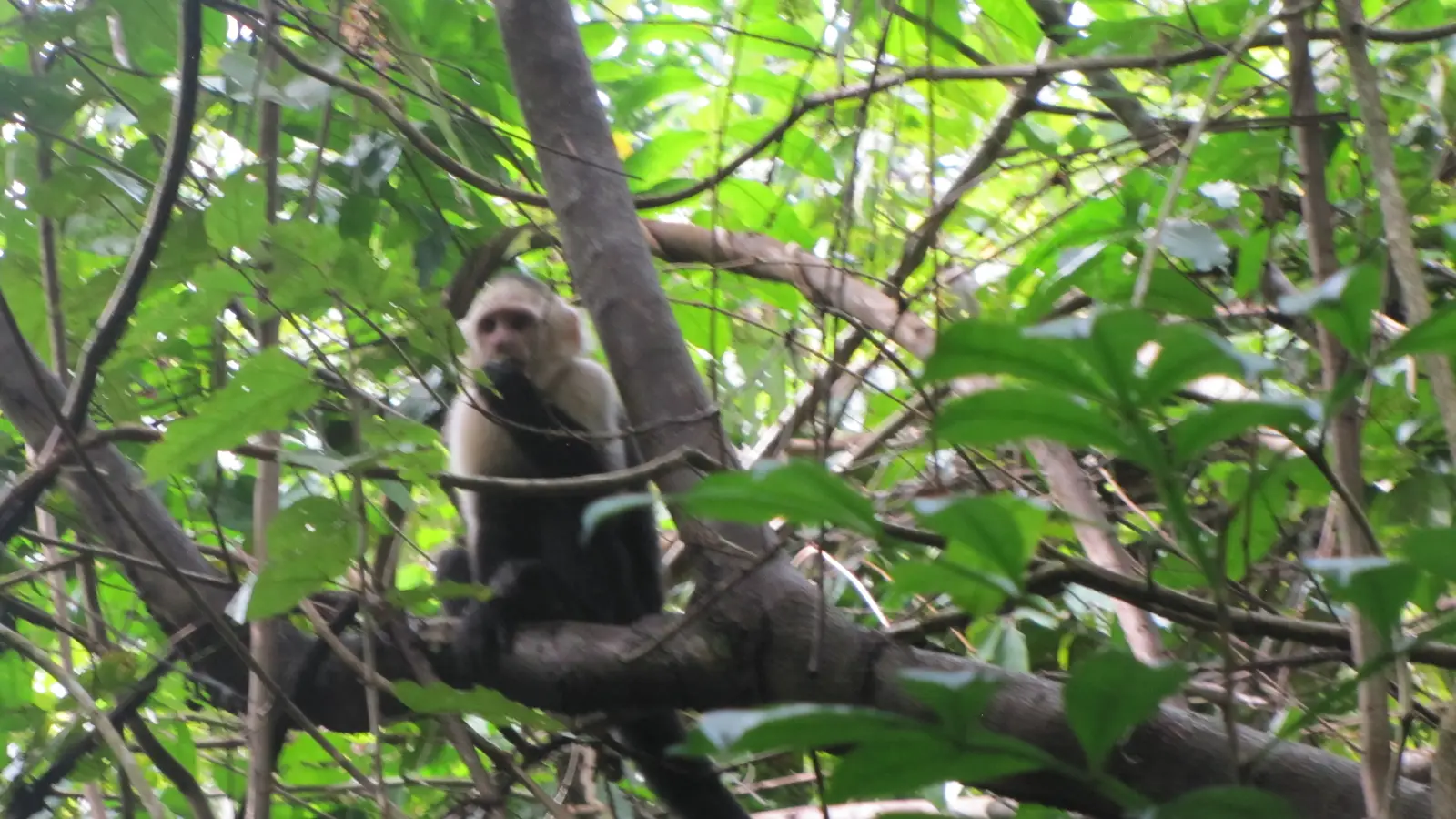 Capuchin monkeys