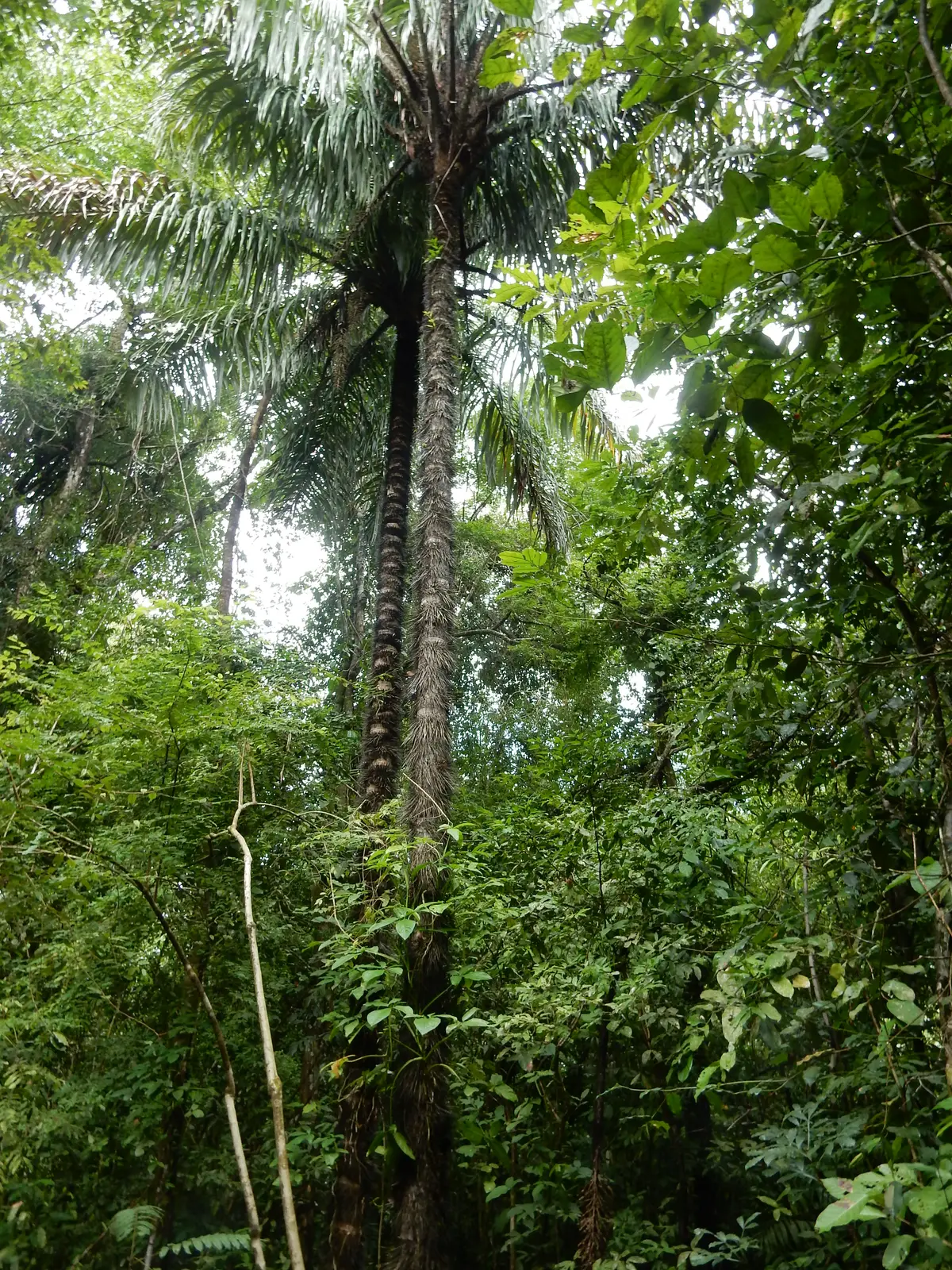 Black Palm tree