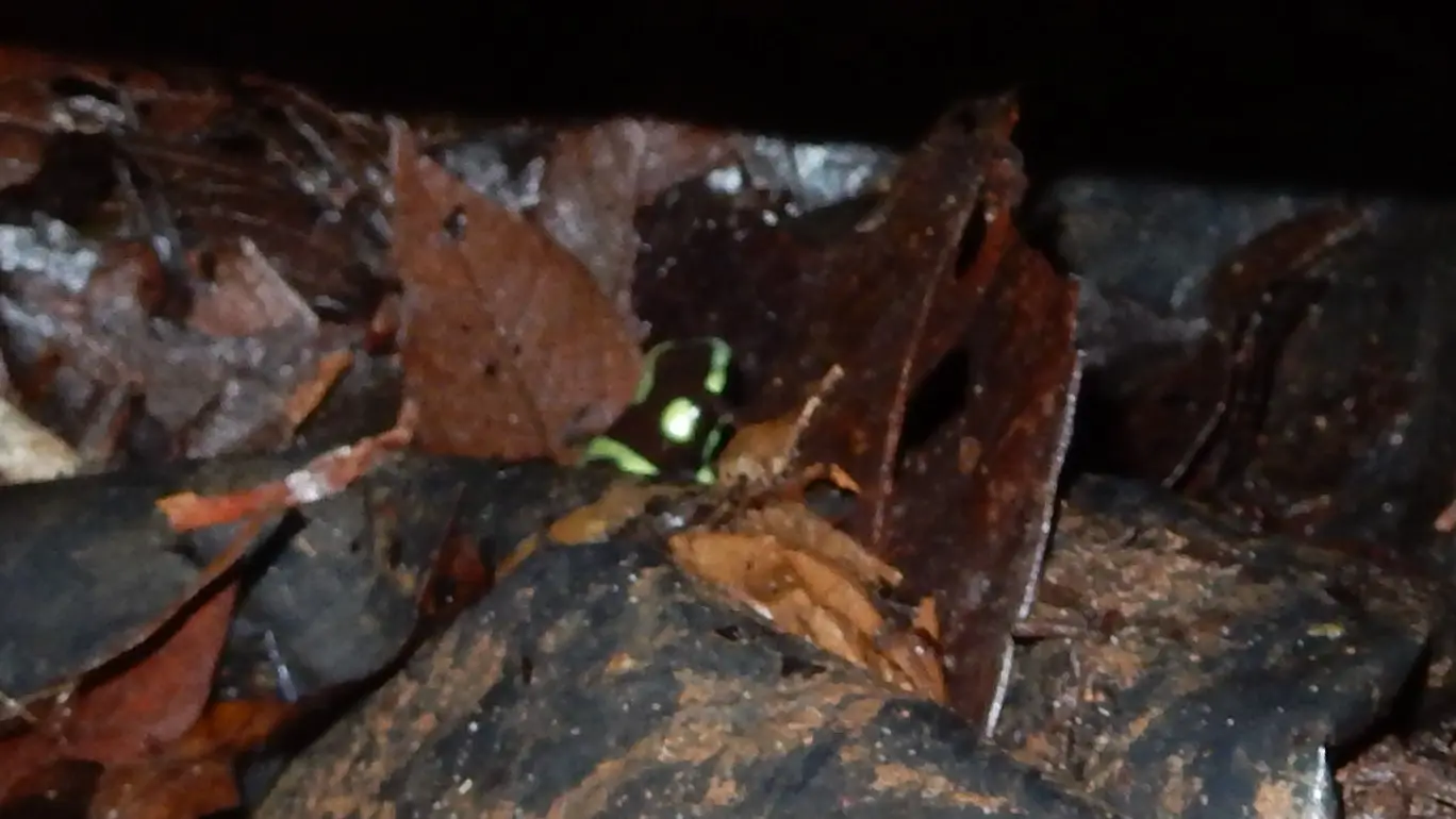Poisonous dart frog