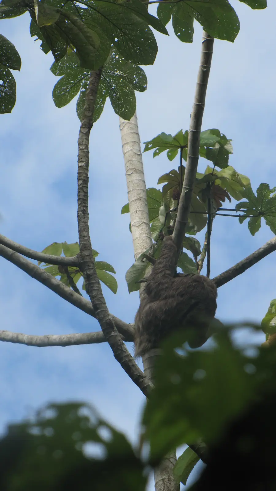 Sloths