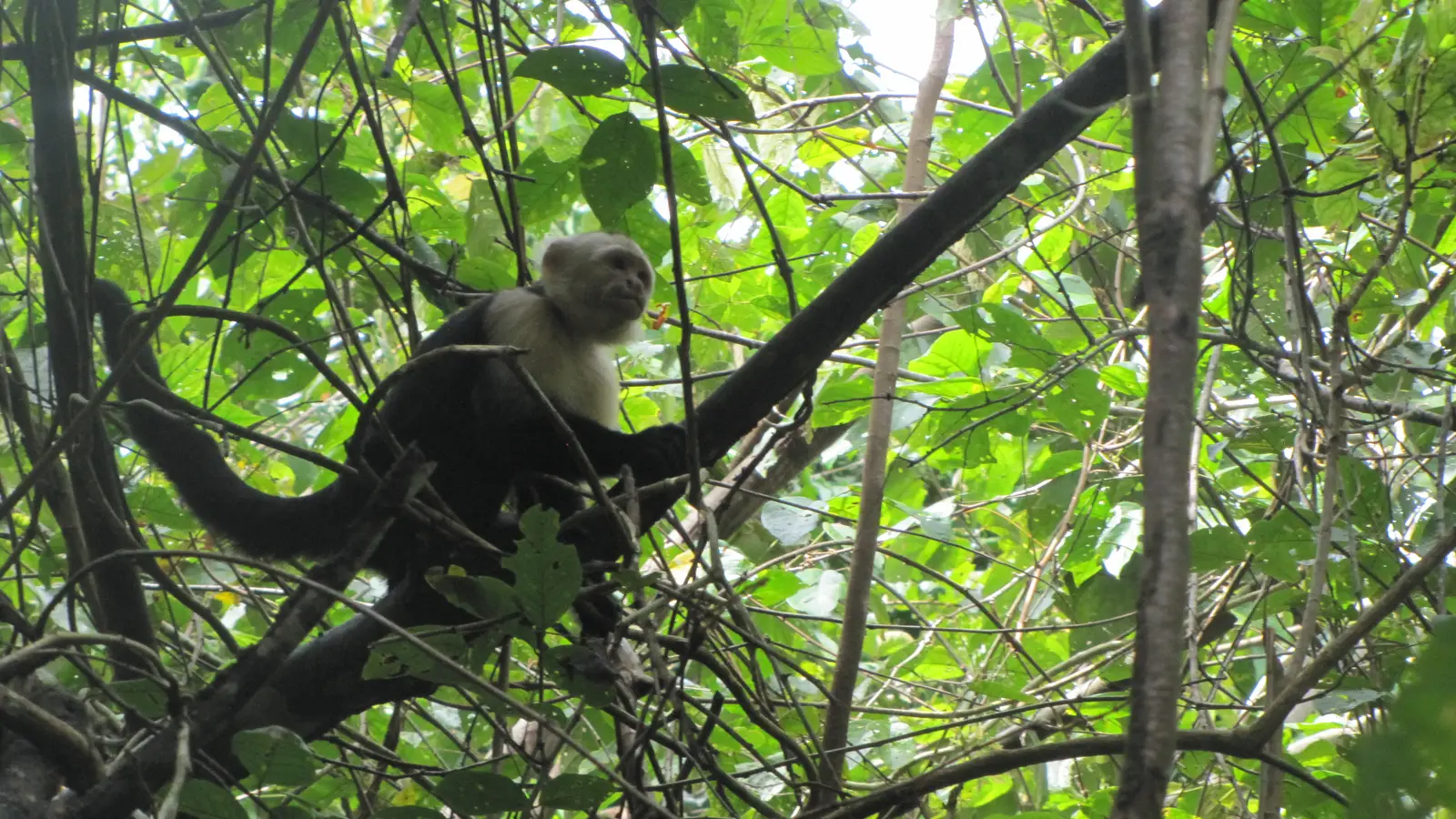 Capuchin monkeys