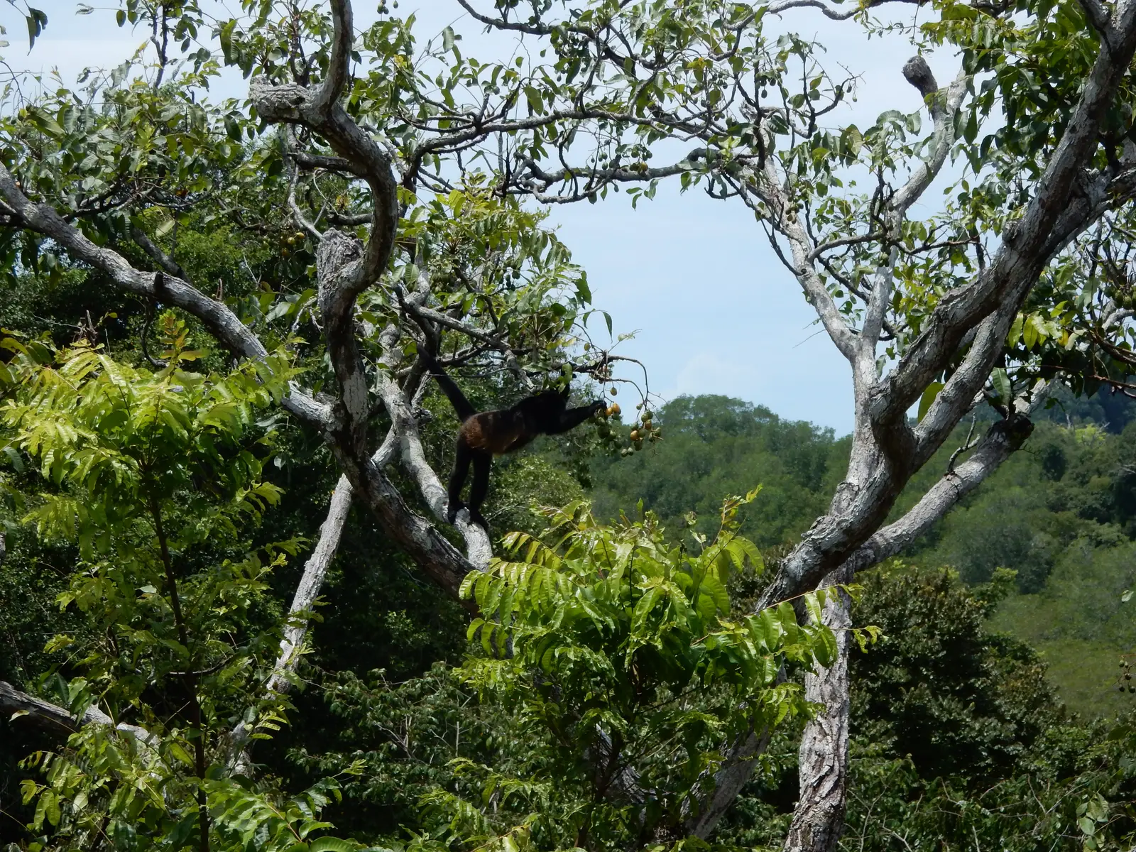Howler monkey