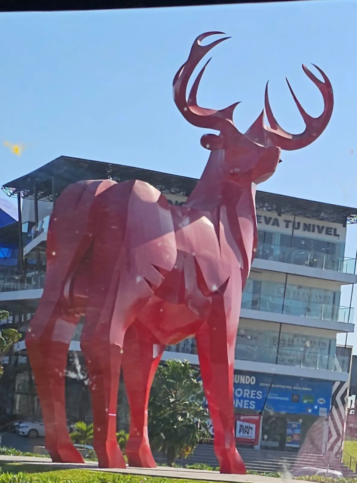 The deer is the symbol of the state of Sinaloa.