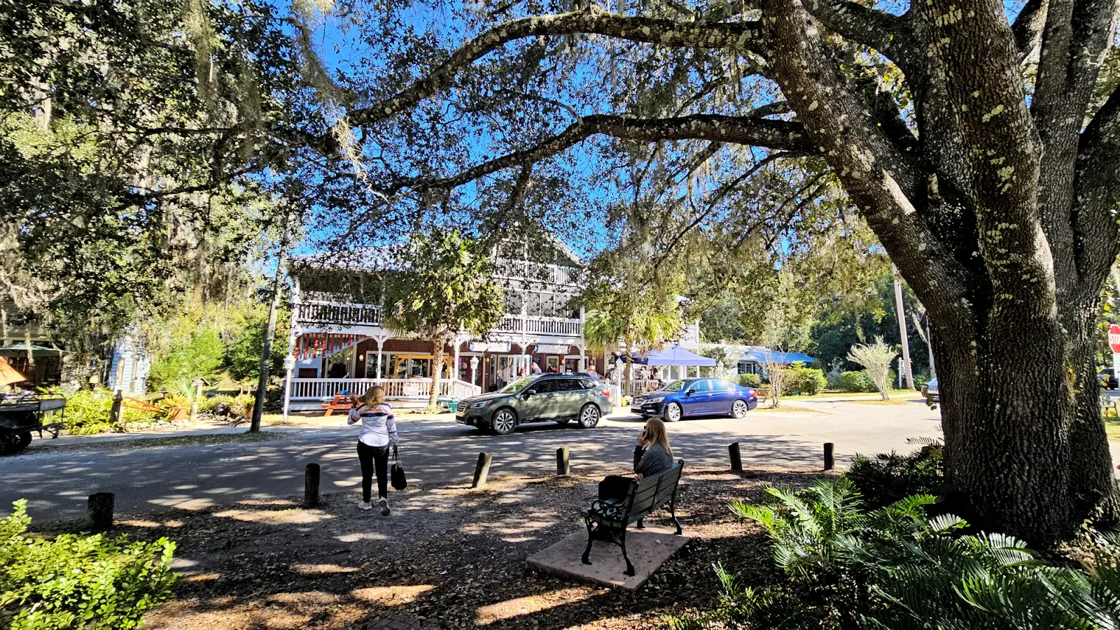 Large oak tree in Downtown Micanopy
