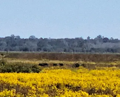 Wild horses and buffalo at Paynes Prairie Preserve
