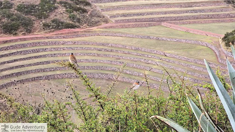 Bird near the Moray circular terraces