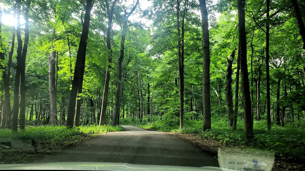 Road through the forest at the Morton Arboretum