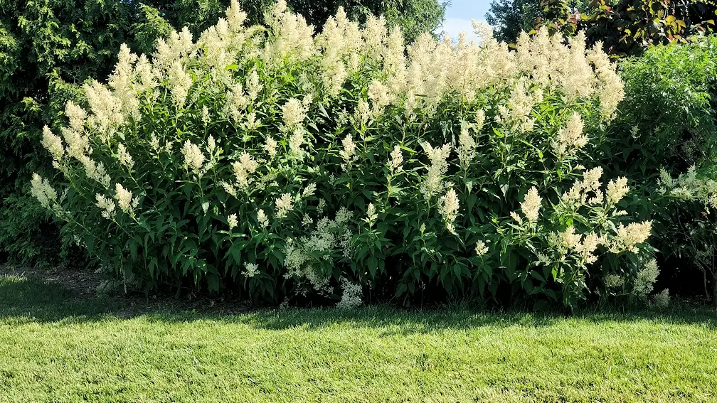 Flowering plants at the Morton Arboretum