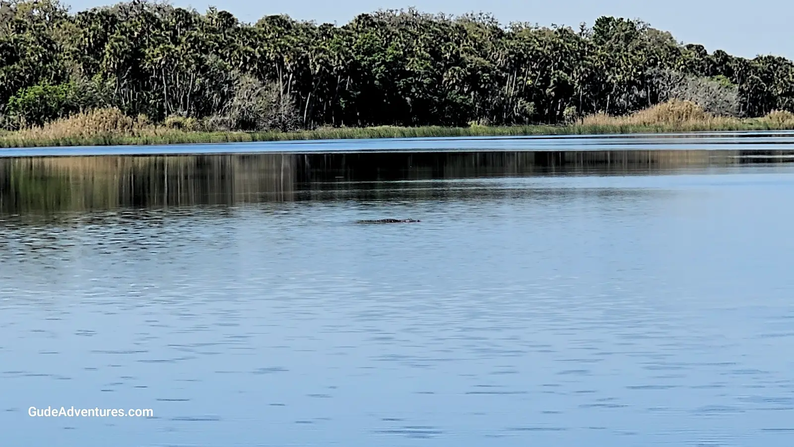 An alligator in  Lake Myakka