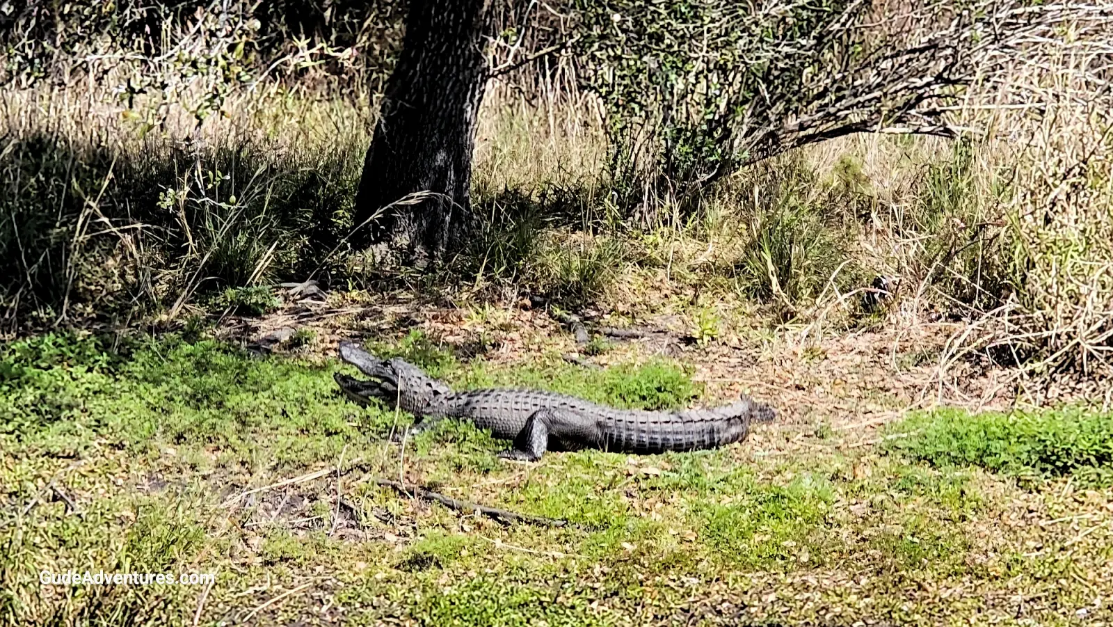 An alligator on the shore of the Myakka River
