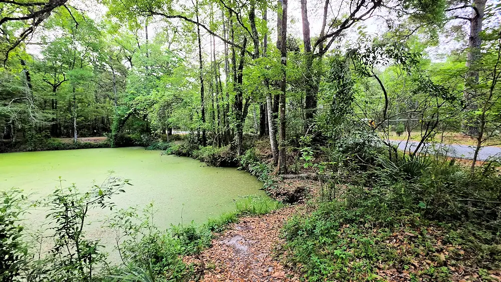 Location where the St Marks river goes underground by the road.