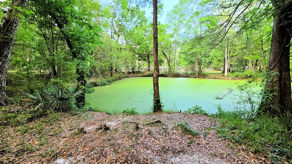 Location where the St Marks river comes back up on the other side of the road.