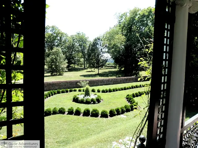 Boxwood Aliee