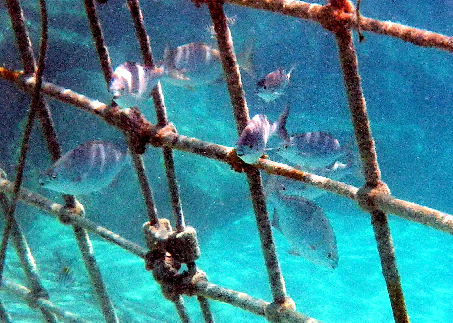 Ocean Cay