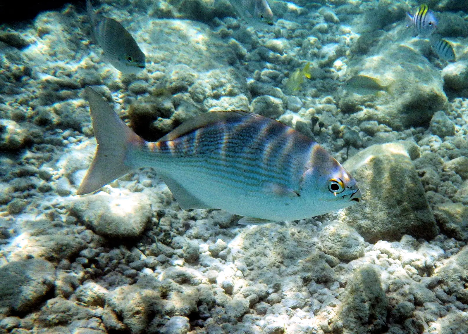 Ocean Cay