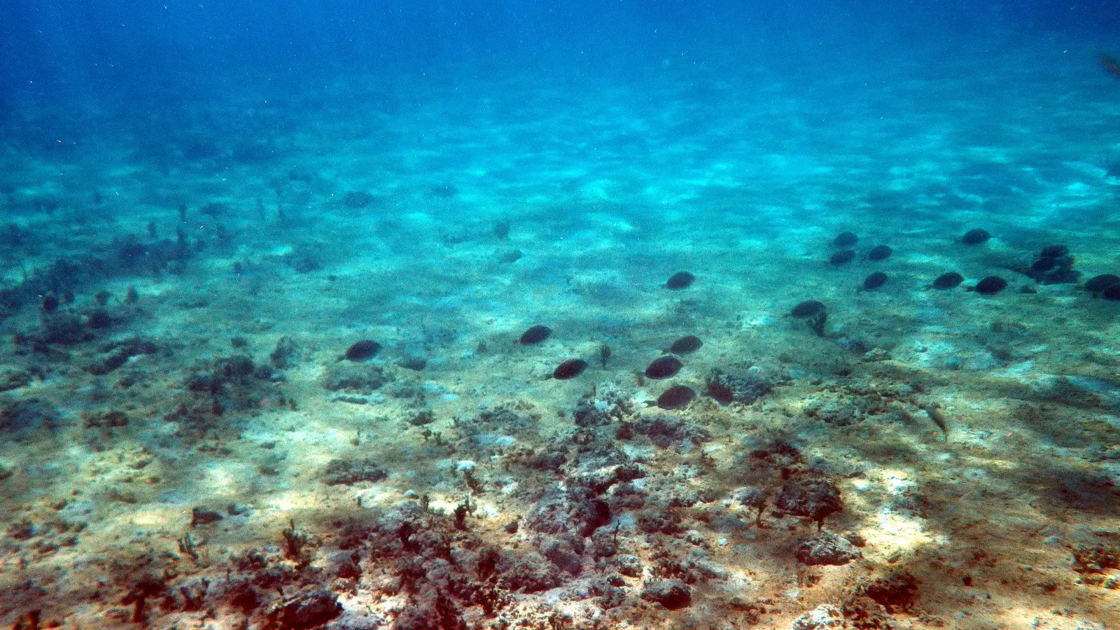 Ocean Cay