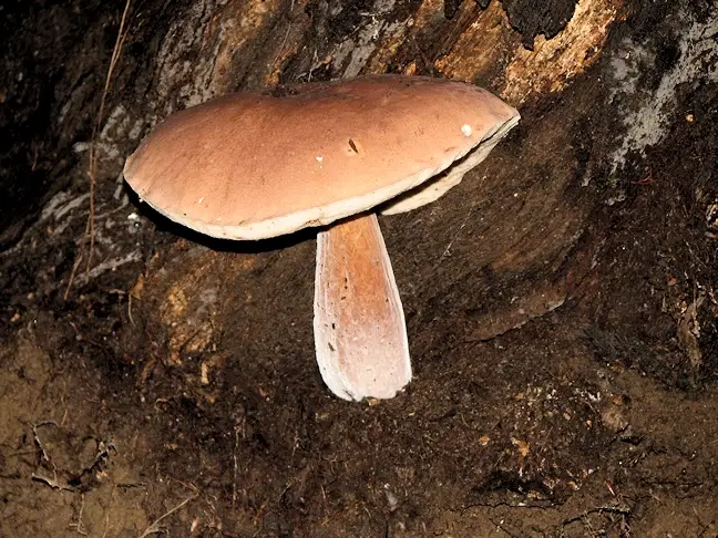 More mushrooms in the Ohiopyle State Park on the Ferncliff Peninsula loop