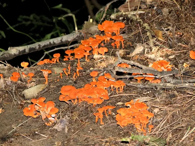 More mushrooms in the Ohiopyle State Park on the Ferncliff Peninsula loop