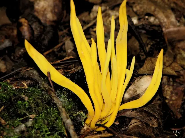 Yellow mushrooms in the Ohiopyle State Park on the Ferncliff Peninsula loop