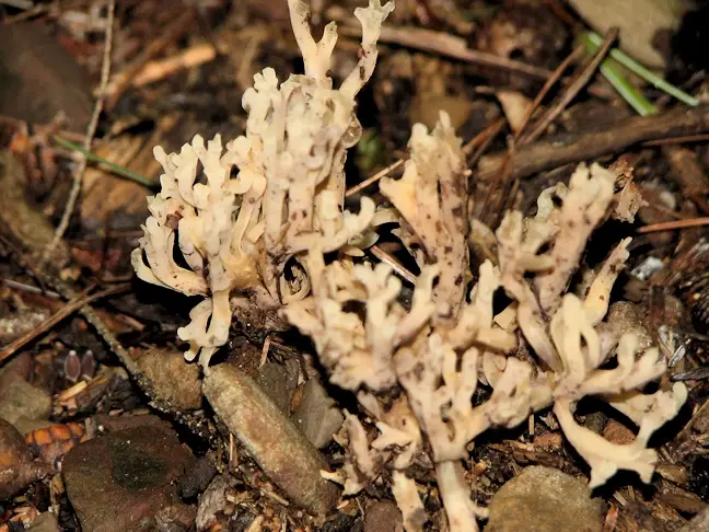 More mushrooms in the Ohiopyle State Park on the Ferncliff Peninsula loop
