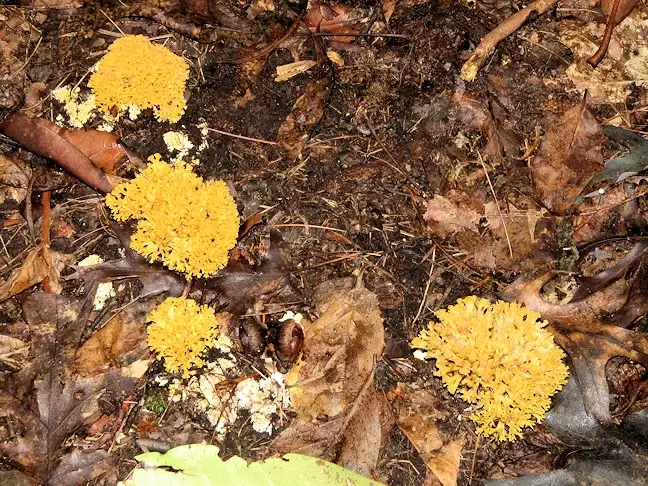 More mushrooms in the Ohiopyle State Park on the Ferncliff Peninsula loop