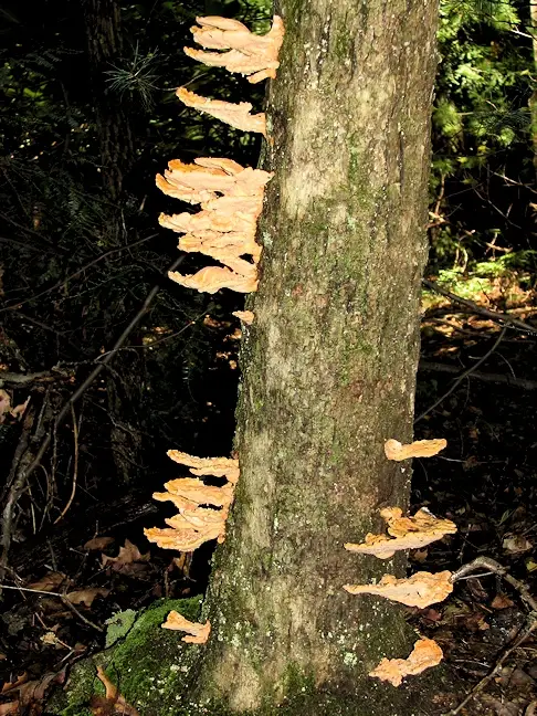 Mushrooms on a tree in the Ohiopyle State Park on the Ferncliff Peninsula loop