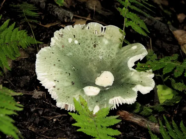 More mushrooms in the Ohiopyle State Park on the Ferncliff Peninsula loop
