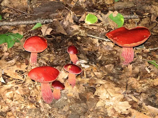 More mushrooms in the Ohiopyle State Park on the Ferncliff Peninsula loop
