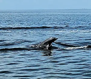 Pod of dolphins and manatees swimming together 