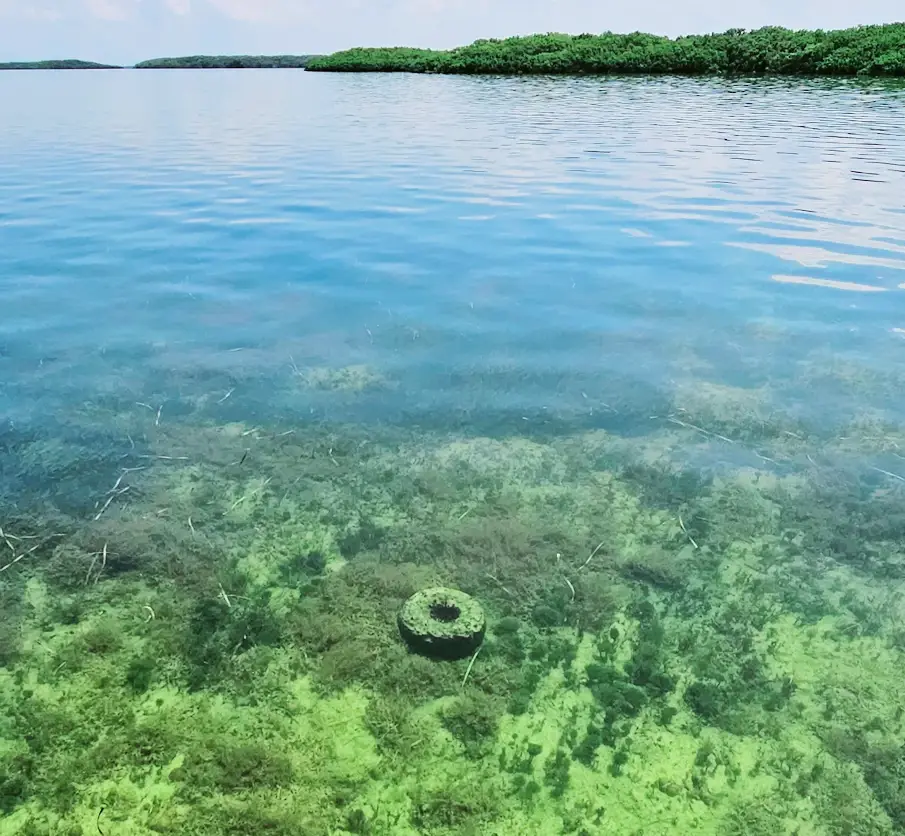 Sponge in the Gulf waters