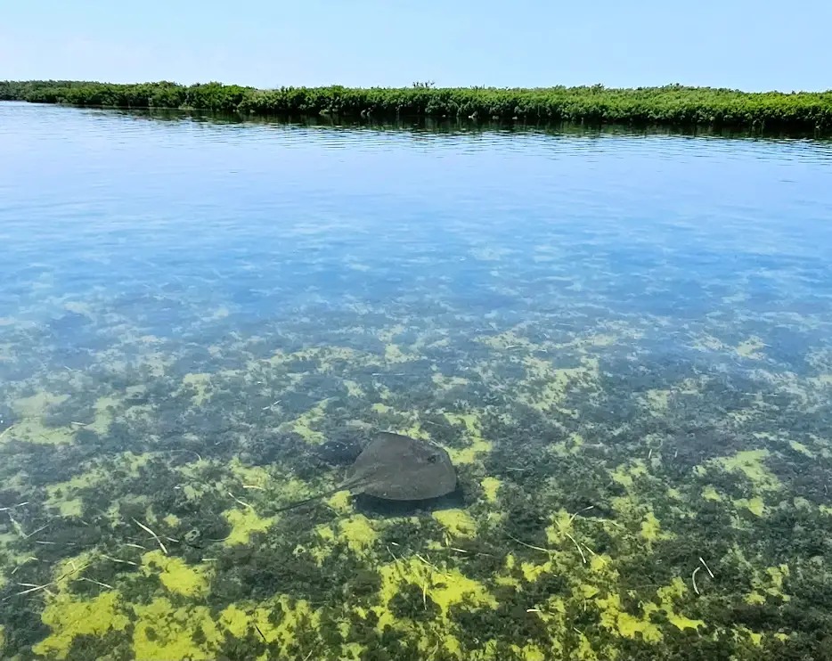 Stingray in the Gulf waters