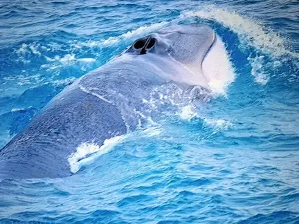 Humpback Whale.