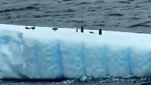 Gintoo Penguins on an iceberg.