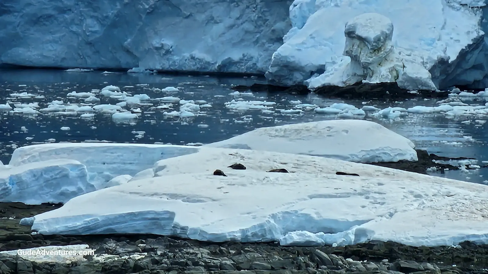 Elephant Seals on a small island in Paradise Bay