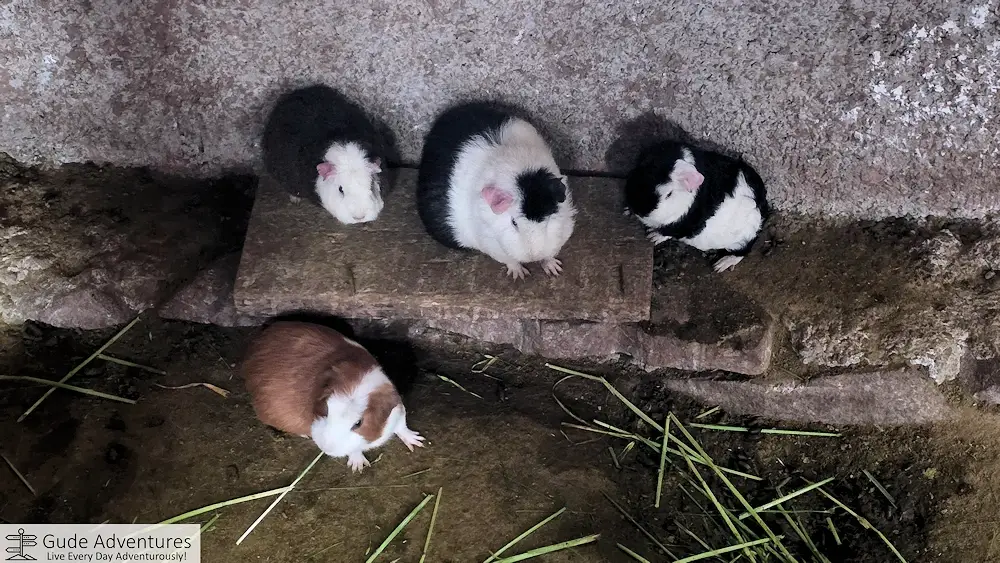 Guinea pigs are often used for food in Peru
