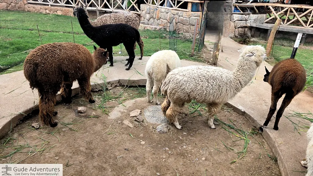 Alpacas and llamas at the center