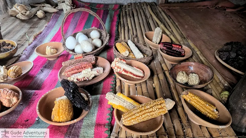 Different varieties of corn used for food