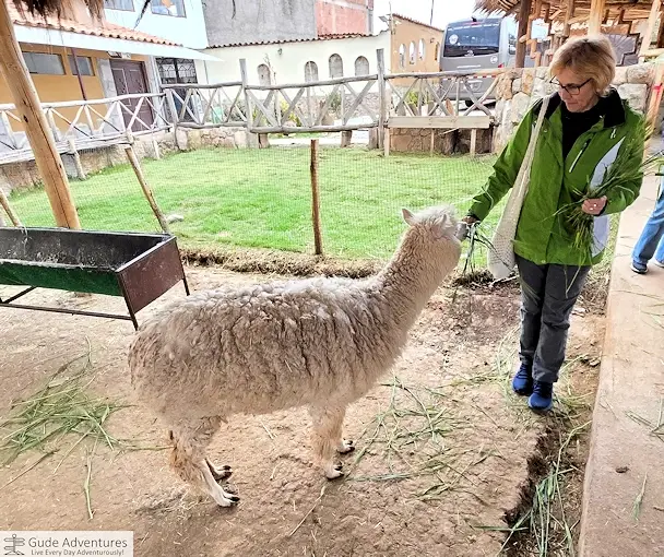 Feeding an alpaca at the center