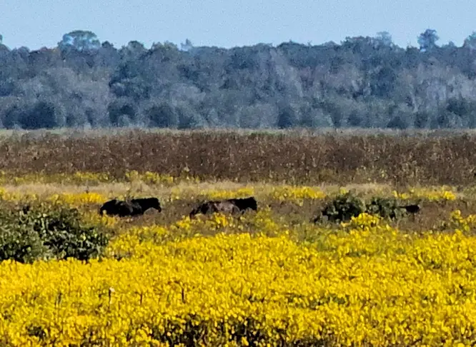 Wild horses as seen from the Bolen Bluff Trail