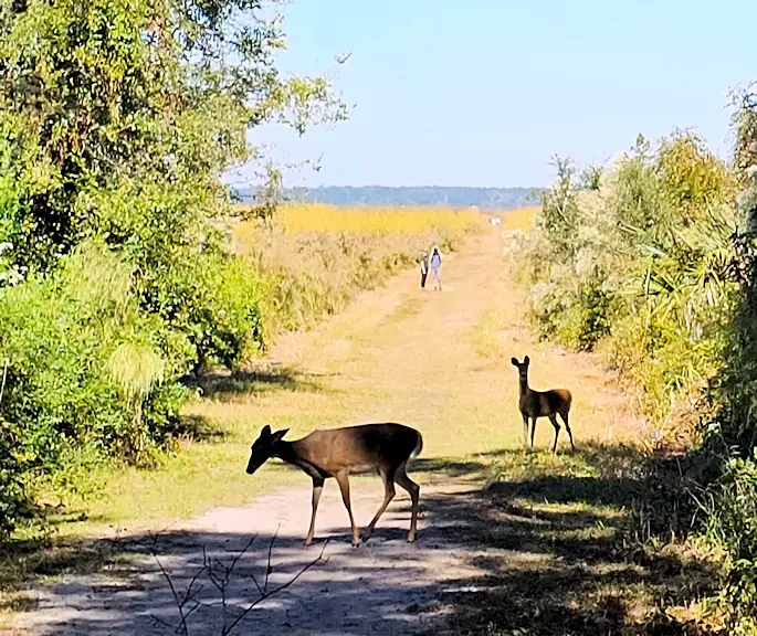 Deer at Paynes Prairie