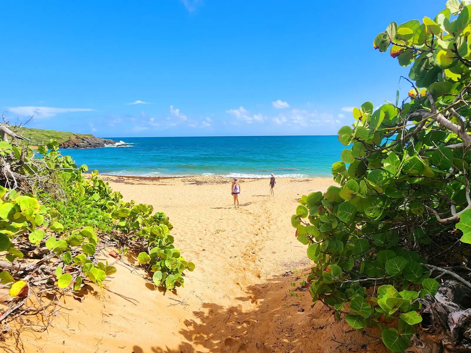 The short trail leads out through the trees onto the beach. at Playa Colora