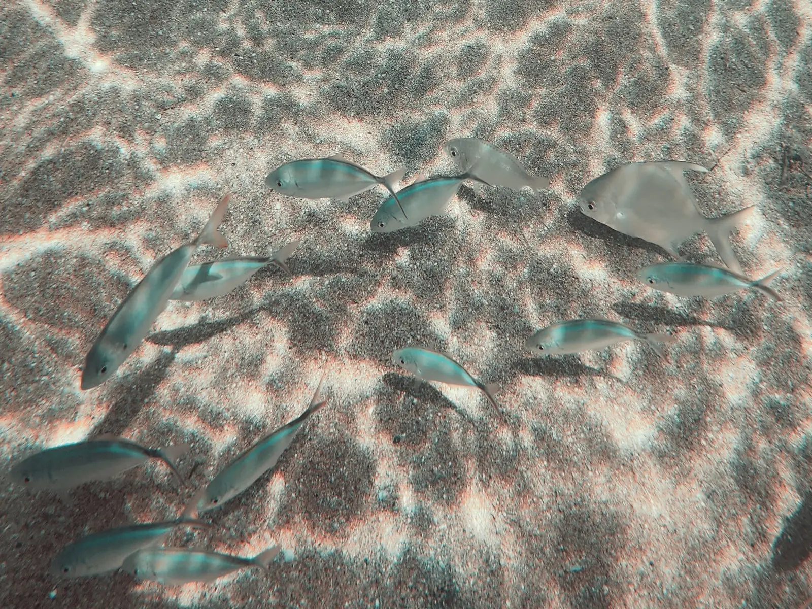 fish at Playa Escondida
