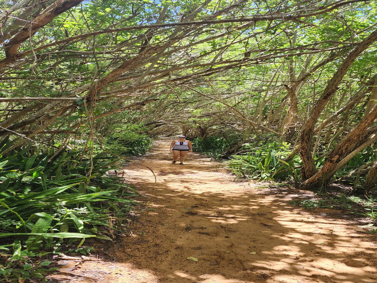 The trail through the mangroves