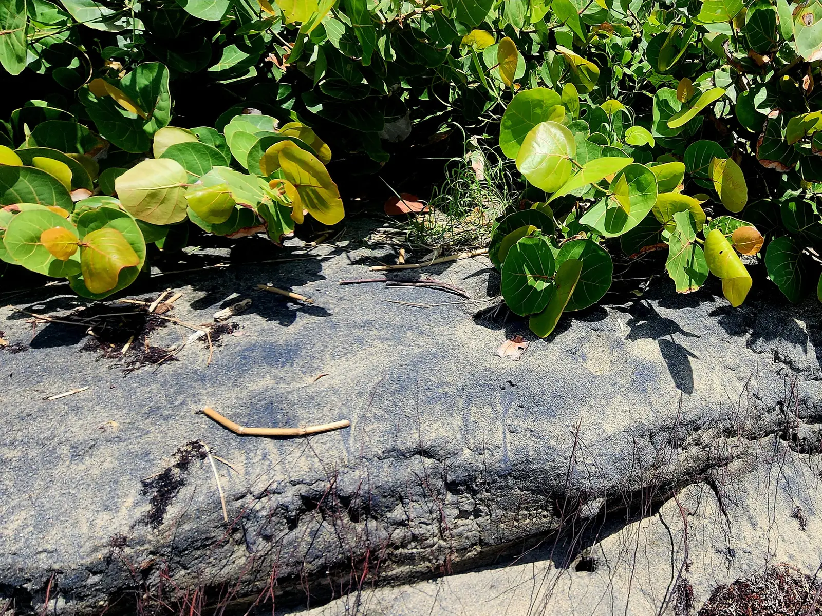 black sand beach
