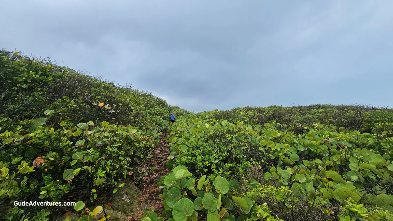 The trail to Cueva Escondida continues through the seagrapes.