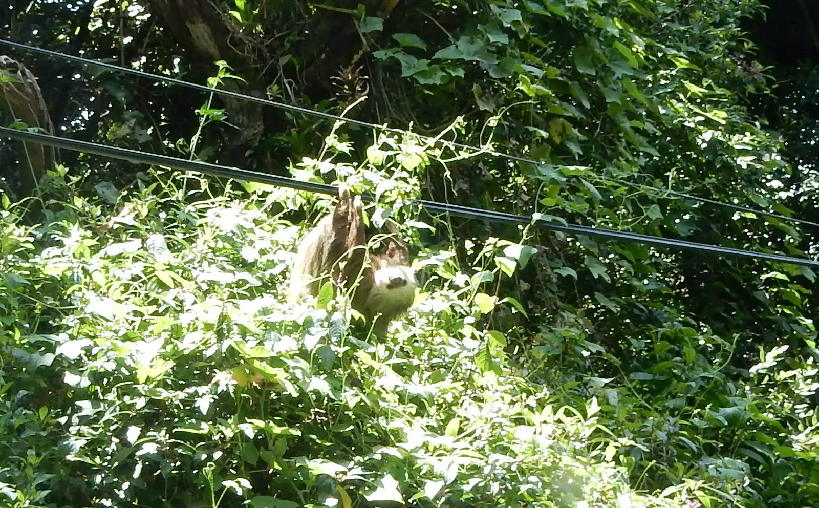 Sloth