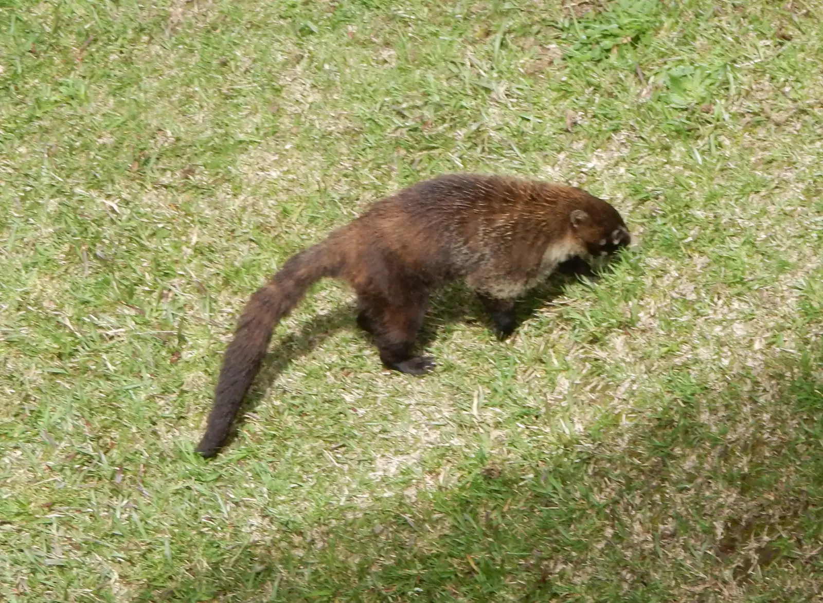 Coatimundi
